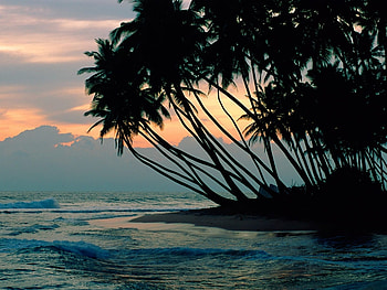 Landscape, Beach, Palms HD wallpaper