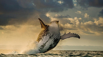 Whale jump, sea, whale, amazing, water HD wallpaper