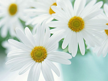 Plants, Flowers, Camomile HD wallpaper