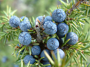Juniper, blue, plant, berrys, ienupar, nature HD wallpaper