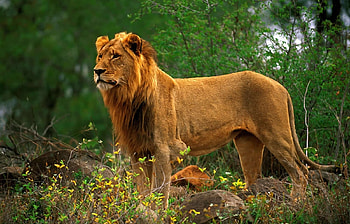 Animals, Lions HD wallpaper