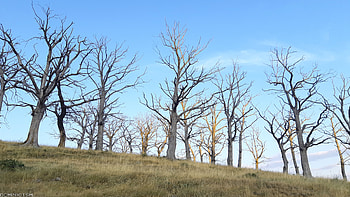 trees, blue sky, hills, mountain, tree HD wallpaper