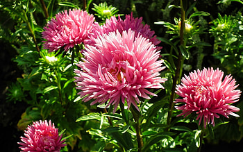Asters, pink, flowers, plants HD wallpaper