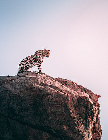 Animals, Rock, Leopard, Predator, Big Cat HD phone wallpaper