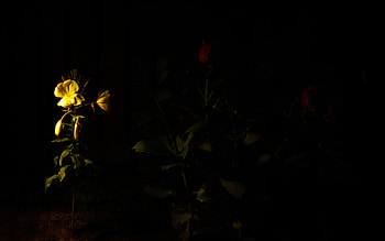 Night Light, one night, garden, beautiful, nature, flowers HD wallpaper