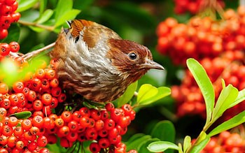Animals, Birds HD wallpaper