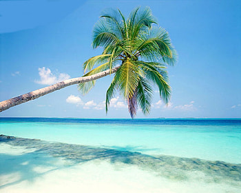 Tropical Beach, blue, white, sand, shadow, palm, beach, daylight, day, leaves, clouds, trees, nature, sky, water, ocean HD wallpaper
