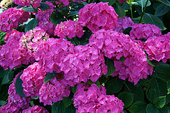 Hydrangea, summer, pink, flower HD wallpaper