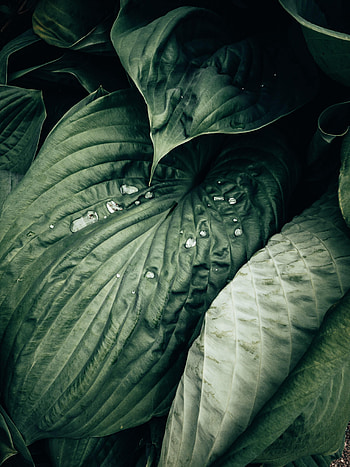 Water, Leaves, Drops, Plant, Macro HD phone wallpaper