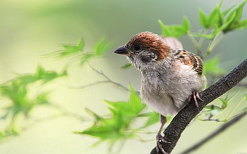 Animals, Leaves, Bird, Sit, Sparrow, Branch HD wallpaper