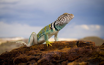 10 collared lizard HD wallpaper