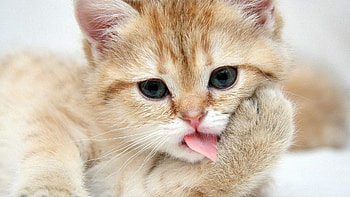For > Funny Cat For HD wallpaper