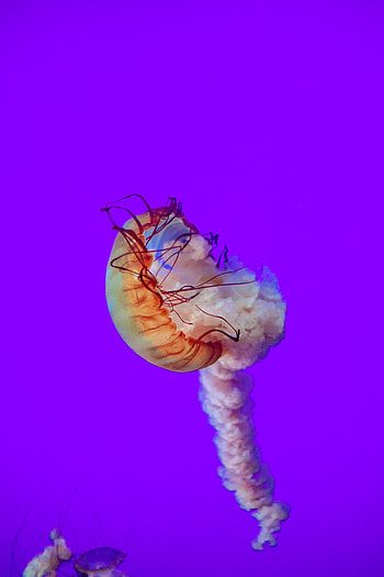 Animals, Sea, Jellyfish, Underwater World, Tentacles, Depth HD phone wallpaper