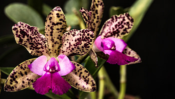 Queen Orchids , graphy, floral, beautiful, romance, beauty, Orchid, wide screen, flower, love HD wallpaper