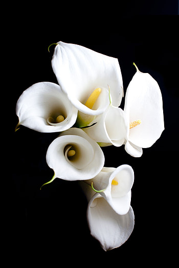 Calla Lily, Lily flowers , Nature's masterpiece, Floral beauty HD phone wallpaper