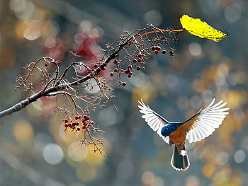 Animals, Birds HD wallpaper