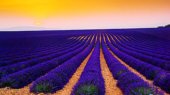 Purple Lavender Field, purple, field, lavender, sky, nature, flowers HD wallpaper