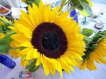 The glow of my heart, sunshine, glow, gorgeous, beautiful, wonderful, sunflower, light, strong, yellow, nature, flowers, happy, happiness, sun, forever HD wallpaper