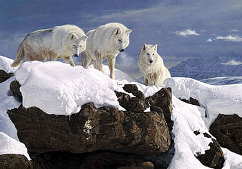 Wolfpack, winter, wolves, painting, snow, wolf, rocks, lake HD wallpaper