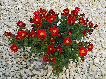 Flowers, Stones, Chrysanthemum HD wallpaper