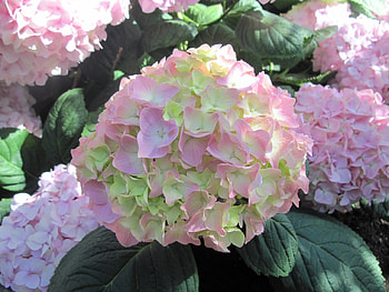 Earth laughs in Flowers 32, pink, graphy, green, Flowers, garden, Hydrangea HD wallpaper