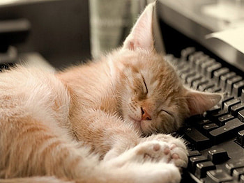 computer crazy little pussy:), pussy, computer, crazy, little HD wallpaper