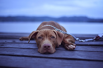 Animals, Lies, Dog, Muzzle, Leash, Sight, Opinion HD wallpaper