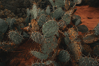 Flowers, Plant, Barbed, Spiny, Cactus, Succulent HD wallpaper