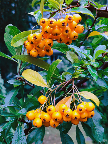 Nature, Leaves, Branch, Berry, Rowan HD phone wallpaper