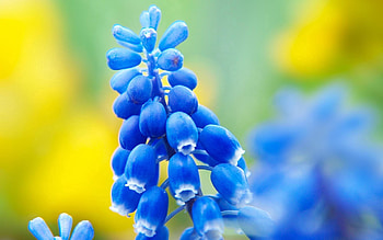 Flower, Macro, Glare, Branch HD wallpaper