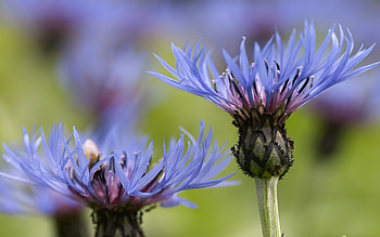Flowers, Macro, Bud, Couple, Pair, Stem, Stalk, Greased, Smeared HD wallpaper