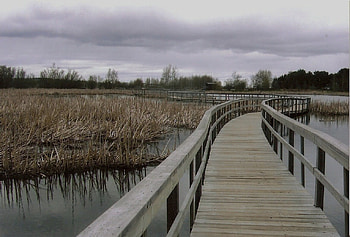 walkway through waterfowlpark.Sackville can, trees, bull rushers, dark sky, walkway HD wallpaper