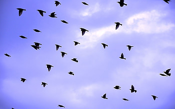 Animals, Birds HD wallpaper