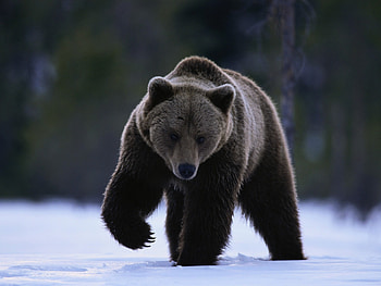 Animals, Snow, Bear, Stroll, Beast HD wallpaper