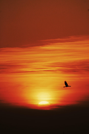 Nature, Sunset, Sun, Dark, Bird, Flight HD phone wallpaper