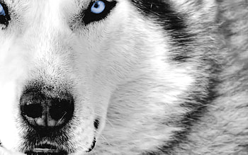 Wolf, Animal , Pet Love, Cool Animals, , Wild HD wallpaper