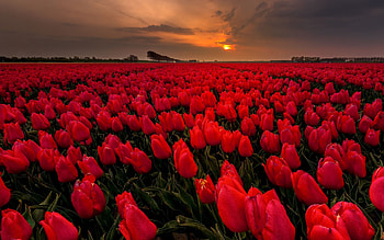 Tulips Field, Flowers, Field, Tulips, Evening HD wallpaper