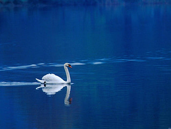 Swan, swans, lake HD wallpaper