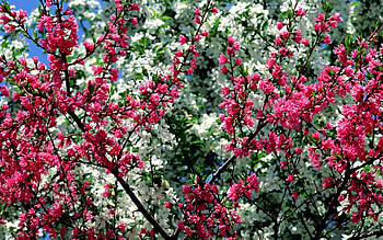 Spring, white, cherry, sakura, texture, blossom, tree HD wallpaper