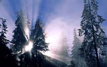 Winter Scene, winter, trees, nature, scene HD wallpaper