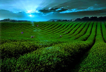 Plantacion, natural, pasion, color, vista HD wallpaper