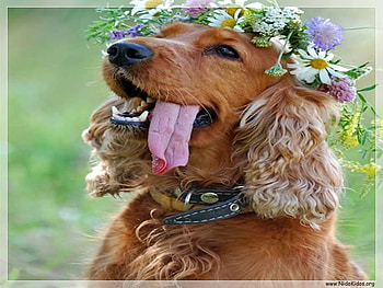 beatiful dog , dogs, animals HD wallpaper