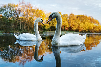 Golden autumn, Water, Pond, Trees, Swans HD wallpaper
