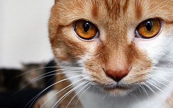 Animals, Cat, Striped, Redhead, Looks, Brown Eyes HD wallpaper