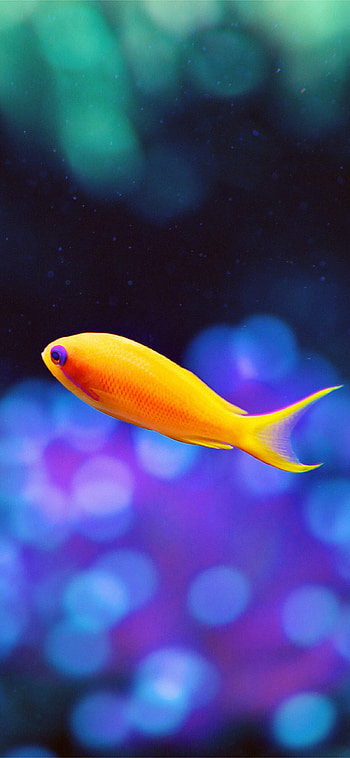 Sea goldie, Fish HD phone wallpaper