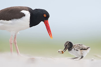American Oystercatchers, Oystercatchers, , Birds HD wallpaper