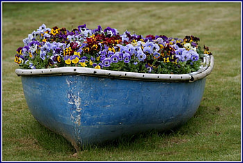 waiting for spring, boat, pansies, flowers, spring HD wallpaper