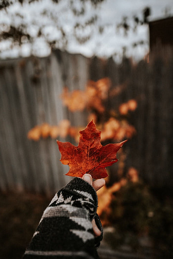 Hoja .otoño, otoño, seco HD phone wallpaper