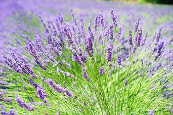 Stunning close-up of blooming lavender in a sunlit rural field, capturing its aromatic beauty. HD wallpaper