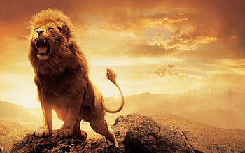 Aslan, the chronicles of narnia, fantasy, movie, poster, lion HD wallpaper